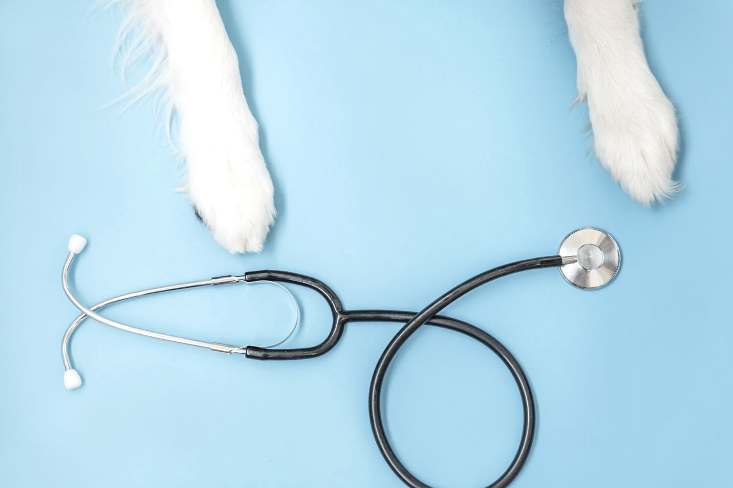 Puppy dog border collie paws and stethoscope isolated on blue background. Little dog on reception at veterinary doctor in vet clinic. Pet health care and animals concept